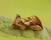 Lempke's gold spot moth Lempke's gold spot moth,Animalia,Arthropoda,Insecta,Lepidoptera,Noctuidae,Rhizedra lutosa,moth,moths