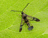 Currant clearwing Macro,macrophotography,Close up,Currant clearwing,Arthropoda,Insecta,Lepidoptera,Sesiidae,Synanthedon tipuliformis,moth,moths