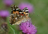 Painted lady butterfly,butterflies,Painted lady,Vanessa cardui,Nymphalidae,Brush-Footed Butterflies,Arthropoda,Arthropods,Insects,Insecta,Lepidoptera,Butterflies, Skippers, Moths,Cynthia cardui,Australia,Asia,Scru