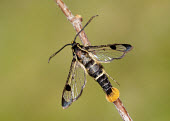 Welsh clearwing Welsh clearwing,Animalia,Arthropoda,Insecta,Lepidoptera,Sesiidae,Synanthedon scoliaeformis,moth,moths