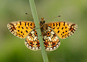 Small pearl-bordered fritillary Macro,macrophotography,colours,color,colors,Colour,coloration,Colouration,patterns,patterned,Pattern,orange,peach,Green background,Close up,butterfly,butterflies,Small pearl-bordered fritillary,Bolori