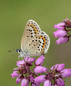Silver-studded blue patterns,patterned,Pattern,Terrestrial,ground,floral,Flower,Close up,coloration,Colouration,spotty,spot,Spots,spotted,blur,selective focus,blurry,depth of field,Shallow focus,blurred,soft focus,wildfl
