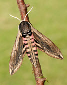 Privet hawk moth Privet hawk moth,hawk moth,moth,moths,Animalia,Arthropoda,Insecta,Lepidoptera,Sphingidae,Sphinx ligustri