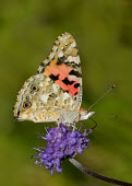 Painted lady Close up,Macro,macrophotography,butterfly,butterflies,Painted lady,Vanessa cardui,Nymphalidae,Brush-Footed Butterflies,Arthropoda,Arthropods,Insects,Insecta,Lepidoptera,Butterflies, Skippers, Moths,Cy