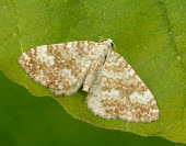 Sandy carpet Animalia,Athropoda,Insecta,Lepidoptera,Geometridae,Perizoma flavofasciata,moth,moths,Sandy carpet