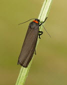 Red-necked footman Animalia,Athropoda,Insecta,Lepidoptera,Noctuoidea,Erebidae,Atolmis rubricollis,moth,moths,Red-necked footman