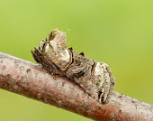 The Spectacle Animalia,Athropoda,Insecta,Lepidoptera,Noctuidae,Abrostola tripartita,moth,moths,The Spectacle