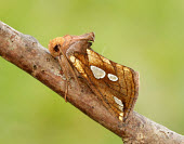 Lempke's gold spot moth Close up,Macro,macrophotography,Lempke's gold spot moth,Animalia,Arthropoda,Insecta,Lepidoptera,Noctuidae,Rhizedra lutosa,moth,moths