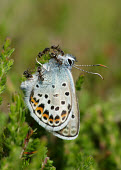 Silver-studded blue blur,selective focus,blurry,depth of field,Shallow focus,blurred,soft focus,spotty,spot,Spots,spotted,coloration,Colouration,Close up,patterns,patterned,Pattern,Macro,macrophotography,Silver-studded b