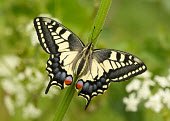 Swallowtail butterfly,butterflies,Swallowtail,Papilio machaon,Swallowtails,Papilionidae,Insects,Insecta,Lepidoptera,Butterflies, Skippers, Moths,Arthropoda,Arthropods,Animalia,Wetlands,Species of Conservation Con