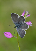 Small blue Small blue,butterfly,butterfies,Animalia,Arthropoda,Insecta,Lepidoptera,Lycaenidae,Cupido minimus