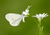 Wood white Iain Leach Macro,macrophotography,Green background,white,colours,color,colors,Colour,coloration,Colouration,Close up,Wood white,Animalia,Arthropoda,Insecta,Lepidoptera,Pieridae,Leptidea sinapis,butterfly,butterflies,Butterflies, Skippers, Moths,Whites, Sulphurs, Orange-tips,Insects,Arthropods,Wood white butterfly,Terrestrial,Temperate,Herbivorous,Asia,Scrub,Species of Conservation Concern,Fluid-feeding,Europe,Leptidea,Flying,Agricultural