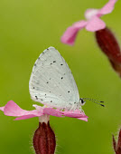 Holly blue Macro,macrophotography,blur,selective focus,blurry,depth of field,Shallow focus,blurred,soft focus,Close up,Animalia,Arthropoda,Insecta,Lepidoptera,Lycaenidae,Celastrina argiolus,Holly blue,butterfly,