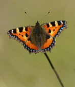 Small tortoiseshell butterfly,butterflies,Small tortoiseshell,Aglais urticae,Lepidoptera,Butterflies, Skippers, Moths,Insects,Insecta,Nymphalidae,Brush-Footed Butterflies,Arthropoda,Arthropods,Fluid-feeding,Flying,Agricu