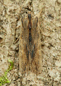 Tawny pinion Tawny pinion,moth,moths,Animalia,Arthropoda,Insecta,Lepidoptera,Noctuidae,Lithophane semibrunnea