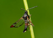 Red-tipped clearwing blur,selective focus,blurry,depth of field,Shallow focus,blurred,soft focus,Macro,macrophotography,Close up,Green background,Red-tipped clearwing,Animalia,Arthropoda,Insecta,Lepidoptera,Sesiidae,Synan