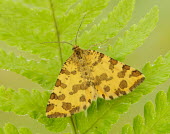 Speckled yellow Speckled yellow,Animalia,Arthropoda,Insecta,Lepidoptera,Geometridae,Pseudopanthera macularia