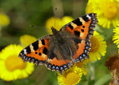 Small tortoiseshell butterfly,butterflies,Small tortoiseshell,Aglais urticae,Lepidoptera,Butterflies, Skippers, Moths,Insects,Insecta,Nymphalidae,Brush-Footed Butterflies,Arthropoda,Arthropods,Fluid-feeding,Flying,Agricu