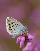 Silver-studded blue coloration,Colouration,blur,selective focus,blurry,depth of field,Shallow focus,blurred,soft focus,patterns,patterned,Pattern,spotty,spot,Spots,spotted,Macro,macrophotography,Close up,Silver-studded b