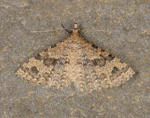 Twenty-plume moth Animalia,Athropoda,Insecta,Lepidoptera,Alucitidae,Alucita hexadactyla,moth,moths,Twenty-plume moth