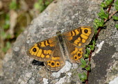 Wall brown coloration,Colouration,Macro,macrophotography,Close up,patterns,patterned,Pattern,Wall,Wall brown,butterfly,butterflies,Animalia,Arthropoda,Insecta,Lepidoptera,Nymphalidae,Lasiommata megera