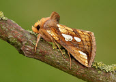 Gold spot Gold spot,moth,moths,Animalia,Arthropoda,Insecta,Lepidoptera,Noctuidae,Plusia,Plusia festucae