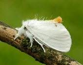 Yellow-tail Animalia,Athropoda,Insecta,Lepidoptera,Noctuoidea,Erebidae,Euproctis similis,moth,moths,Yellow-tail,Goldtail moth,Swan moth