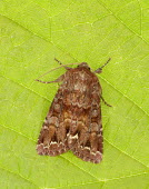 Broom moth Broom moth,moth,moths,Animalia,Arthropoda,Insecta,Lepidoptera,Noctuidae,Ceramica,Ceramica pisi