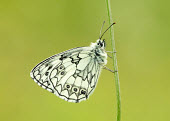 Marbled white Macro,macrophotography,blur,selective focus,blurry,depth of field,Shallow focus,blurred,soft focus,floral,Flower,Close up,Marbled white,Animalia,Arthropoda,Insecta,Lepidoptera,Nymphalidae,Melanargia g