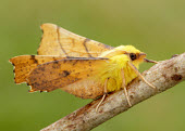 Canary-shouldered thorn Canary-shouldered thorn,Animalia,Arthropoda,Insecta,Lepidoptera,Geometridae,Ennomos,Ennomos alniaria,moth,moths