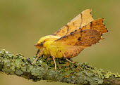 Canary-shouldered thorn Close up,yellow,colours,color,colors,Colour,coloration,Colouration,blur,selective focus,blurry,depth of field,Shallow focus,blurred,soft focus,Macro,macrophotography,Green background,Canary-shouldered