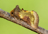 Burnished brass Animalia,Arthropoda,Insecta,Lepidoptera,Noctuidae,Diachrysia,Diachrysia chrysitis,moth,moths,Burnished brass