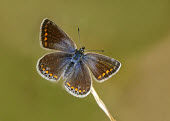 Common blue butterfly,butterflies,Common blue,Polyommatus icarus,Arthropoda,Arthropods,Insects,Insecta,Coppers, Hairstreaks,Lycaenidae,Lepidoptera,Butterflies, Skippers, Moths,Africa,Flying,Animalia,Urban,Herbivo