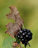 Comma Macro,macrophotography,Close up,blur,selective focus,blurry,depth of field,Shallow focus,blurred,soft focus,butterfly,butterflies,Comma,Polygonia c-album,Insects,Insecta,Nymphalidae,Brush-Footed Butte