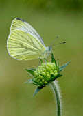 Green-veined white butterfly,butterflies,Green-veined white,Pieris napi,Arthropoda,Arthropods,Lepidoptera,Butterflies, Skippers, Moths,Insects,Insecta,Whites, Sulphurs, Orange-tips,Pieridae,Terrestrial,Temperate,Heathla