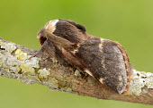 December moth December moth,Animalia,Arthropoda,Insecta,Lepidoptera,Lasiocampidae,Poecilocampa populi,moth,moths