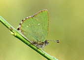 Green hairstreak blur,selective focus,blurry,depth of field,Shallow focus,blurred,soft focus,Close up,Macro,macrophotography,butterfly,butterflies,Green hairstreak,Callophrys rubi,Insects,Insecta,Lepidoptera,Butterfli