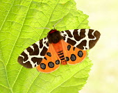 Garden tiger moth Garden tiger moth,Garden tiger,moth,moths,Animalia,Arthropoda,Insecta,Lepidoptera,Erebidae,Arctia caja