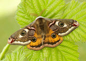 Emperor moth moth,moths,Emperor moth,Saturnia pavonia,Giant Silkworm Moths, Royal Moths,Saturniidae,Lepidoptera,Butterflies, Skippers, Moths,Arthropoda,Arthropods,Insects,Insecta,Animalia,Agricultural,Scrub,Terres