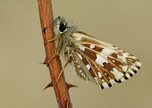 Grizzled Skipper Macro,macrophotography,Close up,blur,selective focus,blurry,depth of field,Shallow focus,blurred,soft focus,Animalia,Arthropoda,Insecta,Lepidoptera,Hesperiidae,Pyrgus malvae,Grizzled skipper,butterfly