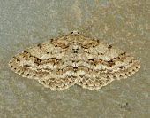 Engrailed Engrailed,moth,moths,Animalia,Athropoda,Insecta,Lepidoptera,Geometridae,Ectropis crepuscularia