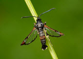 Red-tipped clearwing Red-tipped clearwing,Animalia,Arthropoda,Insecta,Lepidoptera,Sesiidae,Synanthedon formicaeformis,moth,moths
