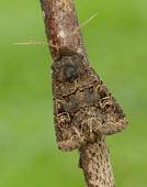Hedge rustic Animalia,Athropoda,Insecta,Lepidoptera,Noctuidae,Tholera cespitis,Hedge rustic,moth,moths