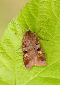 Purple clay Animalia,Athropoda,Insecta,Lepidoptera,Noctuidae,Diarsia brunnea,moth,moths,Purple clay
