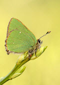 Green hairstreak Macro,macrophotography,blur,selective focus,blurry,depth of field,Shallow focus,blurred,soft focus,Close up,butterfly,butterflies,Green hairstreak,Callophrys rubi,Insects,Insecta,Lepidoptera,Butterfli