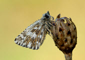Grizzled Skipper Close up,blur,selective focus,blurry,depth of field,Shallow focus,blurred,soft focus,Macro,macrophotography,Animalia,Arthropoda,Insecta,Lepidoptera,Hesperiidae,Pyrgus malvae,Grizzled skipper,butterfly
