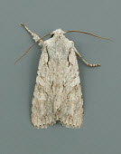 Grey shoulder-knot Animalia,Athropoda,Insecta,Lepidoptera,Noctuidae,LithophaneÂornitopus,Grey shoulder-knot,moth,moths