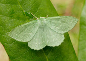 Large emerald Large emerald,Animalia,Arthropoda,Insecta,Lepidoptera,Geometridae,Geometra papilionaria,moth,moths