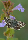 Grizzled Skipper Close up,blur,selective focus,blurry,depth of field,Shallow focus,blurred,soft focus,Macro,macrophotography,Animalia,Arthropoda,Insecta,Lepidoptera,Hesperiidae,Pyrgus malvae,Grizzled skipper,butterfly