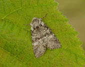 Minor shoulder-knot Minor shoulder-knot,Animalia,Athropoda,Insecta,Lepidoptera,Noctuidae,Brachylomia viminalis,moth,moths